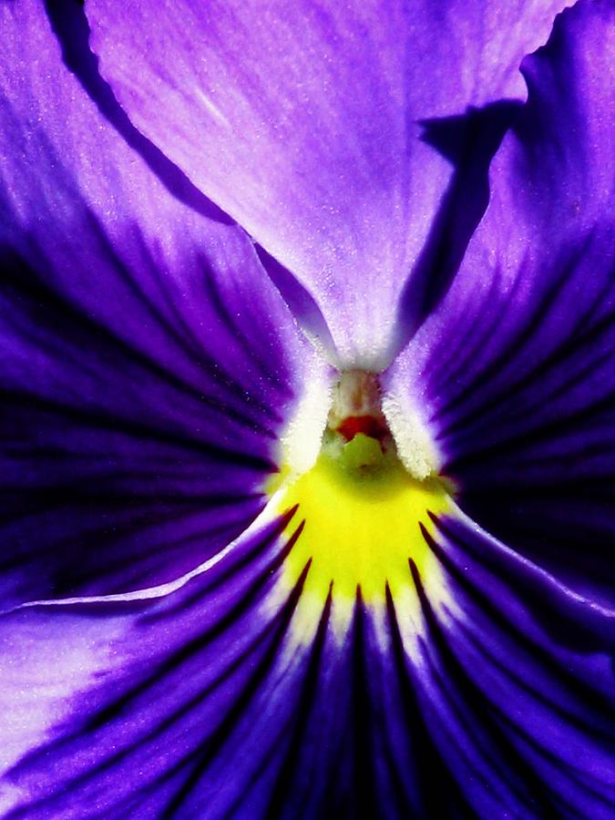 Pansy Flower 30 Photograph by Pamela Critchlow