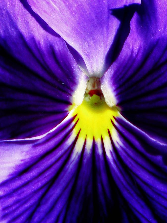 Pansy Flower 31 Photograph by Pamela Critchlow