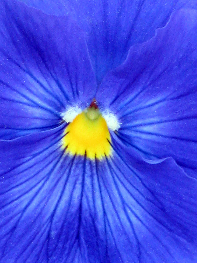 Pansy Flower 32 Photograph by Pamela Critchlow