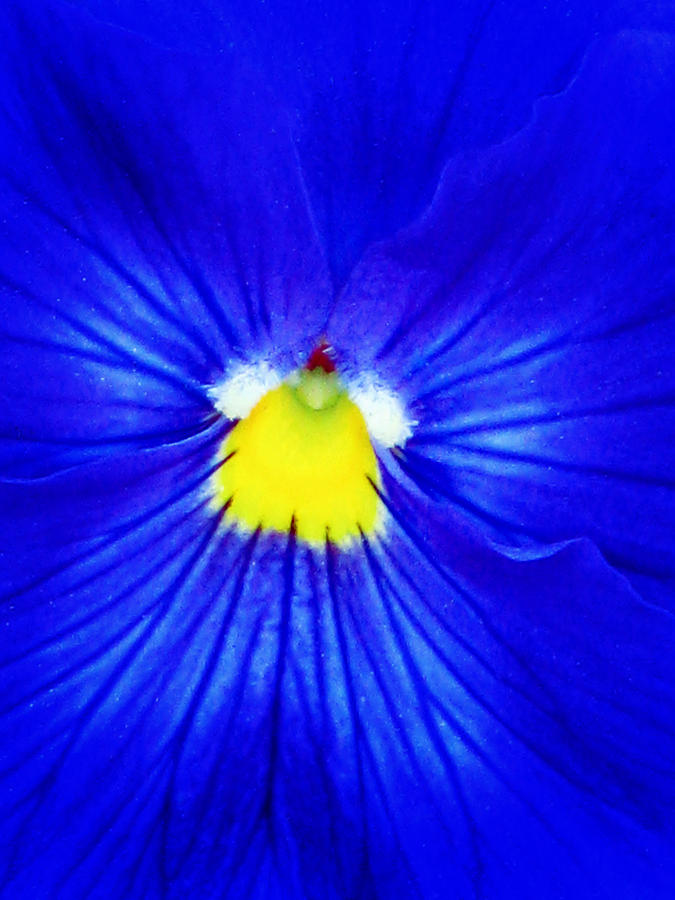 Pansy Flower 33 Photograph by Pamela Critchlow