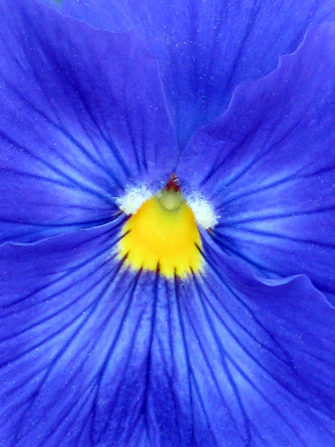 Pansy Flower 34 Photograph by Pamela Critchlow