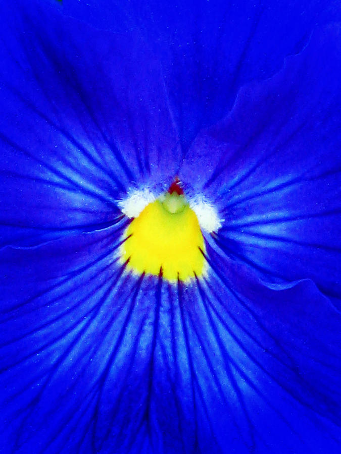 Pansy Flower 35 Photograph by Pamela Critchlow