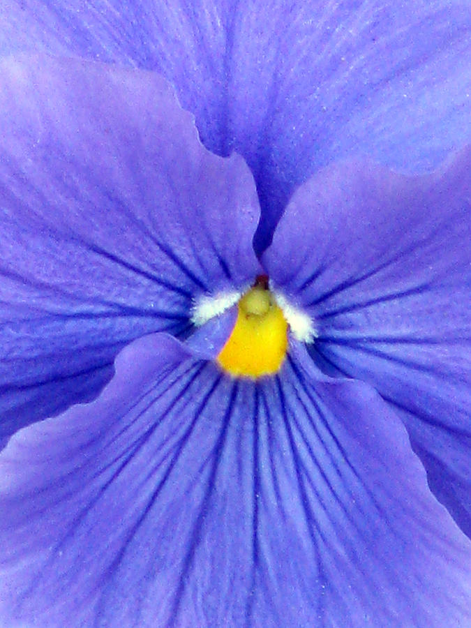 Pansy Flower 36 Photograph by Pamela Critchlow