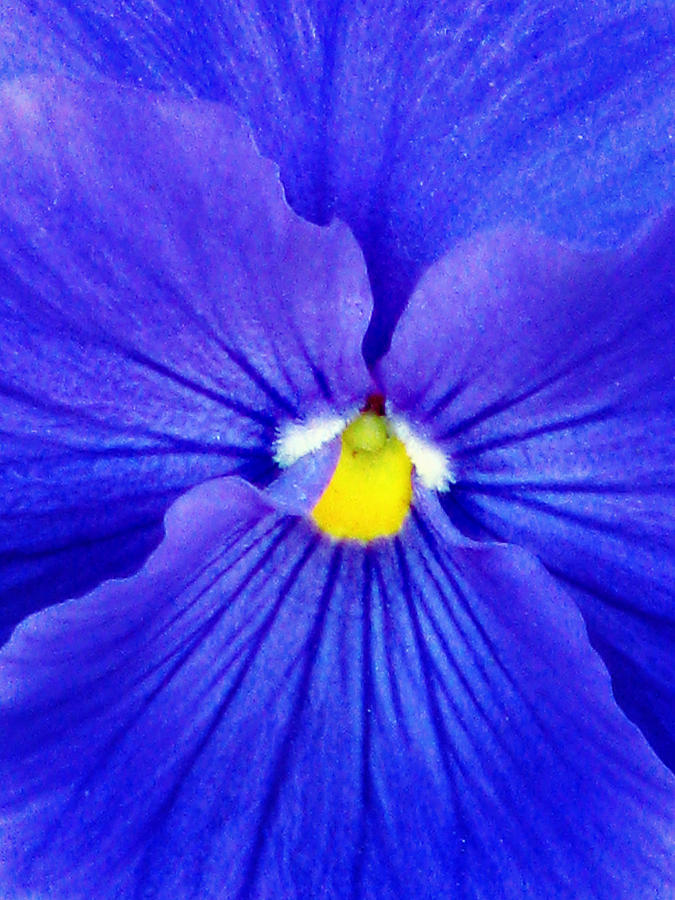 Pansy Flower 37 Photograph by Pamela Critchlow