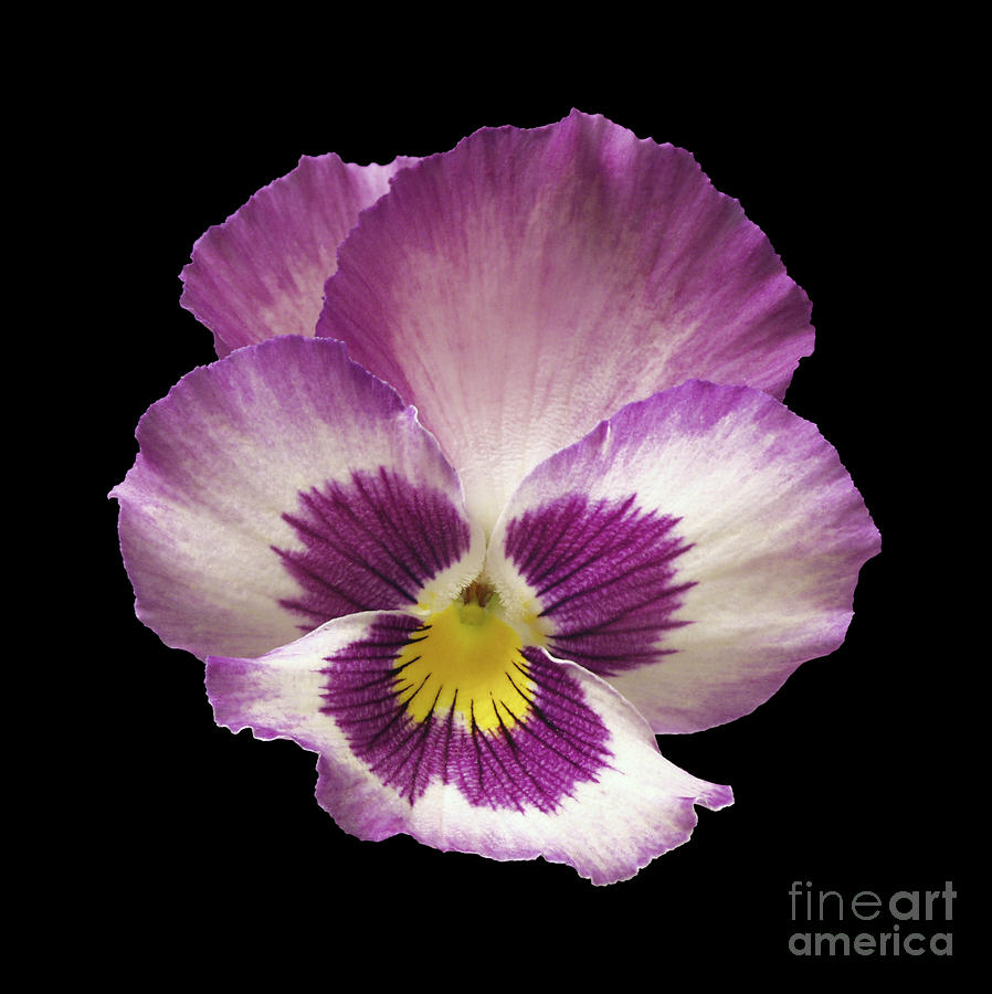 Nature Digital Art - Pansy Flower by Danny Smythe
