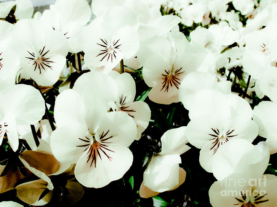 Spring Photograph - Pansy Flowers by Dan Radi