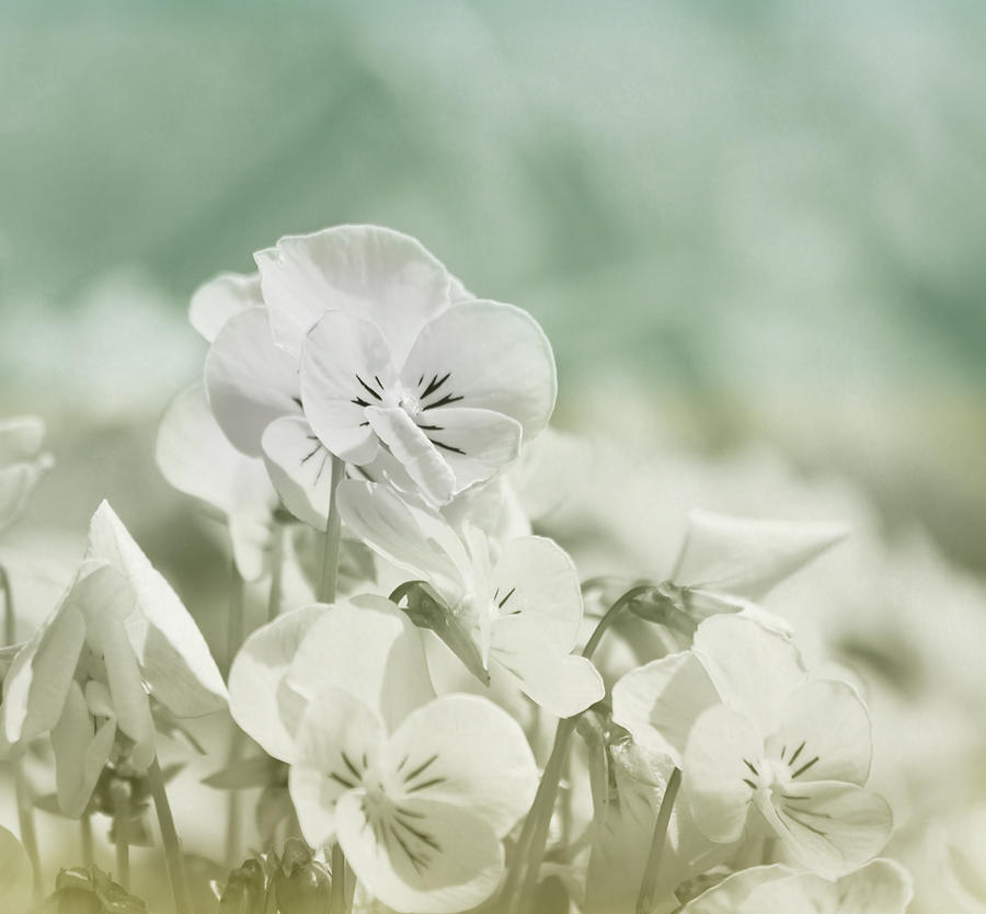 Spring Photograph - Pansy Flowers by Kim Hojnacki