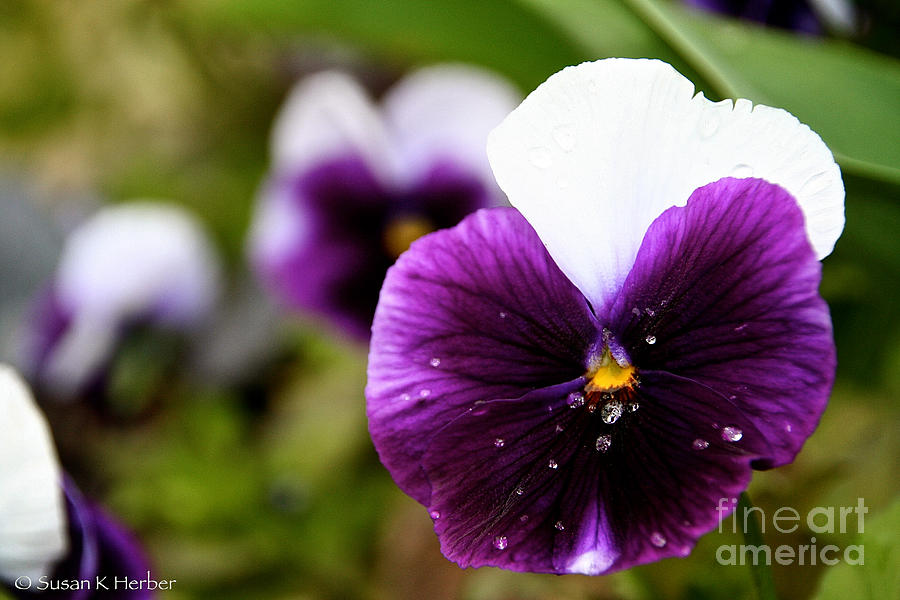 Pansy Heart Photograph By Susan Herber - Fine Art America