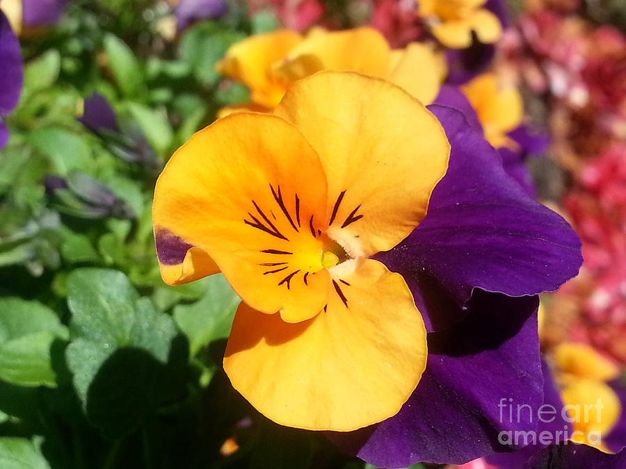 Pansy Photograph by Heather L Wright