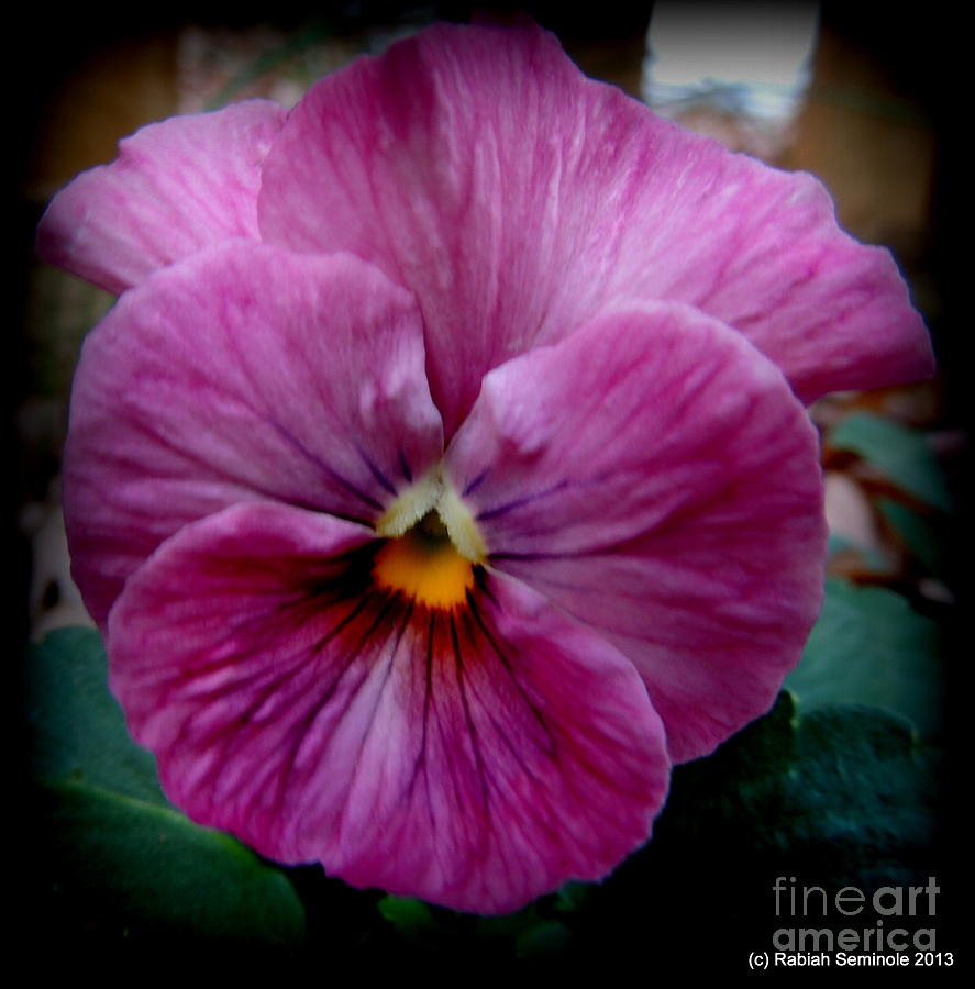 Pansy in Winter Photograph by Rabiah Seminole