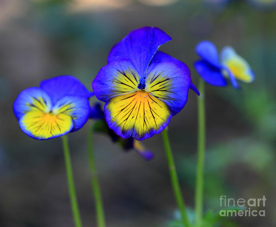 Pansy Meeting You Photograph by Brenda Giasson