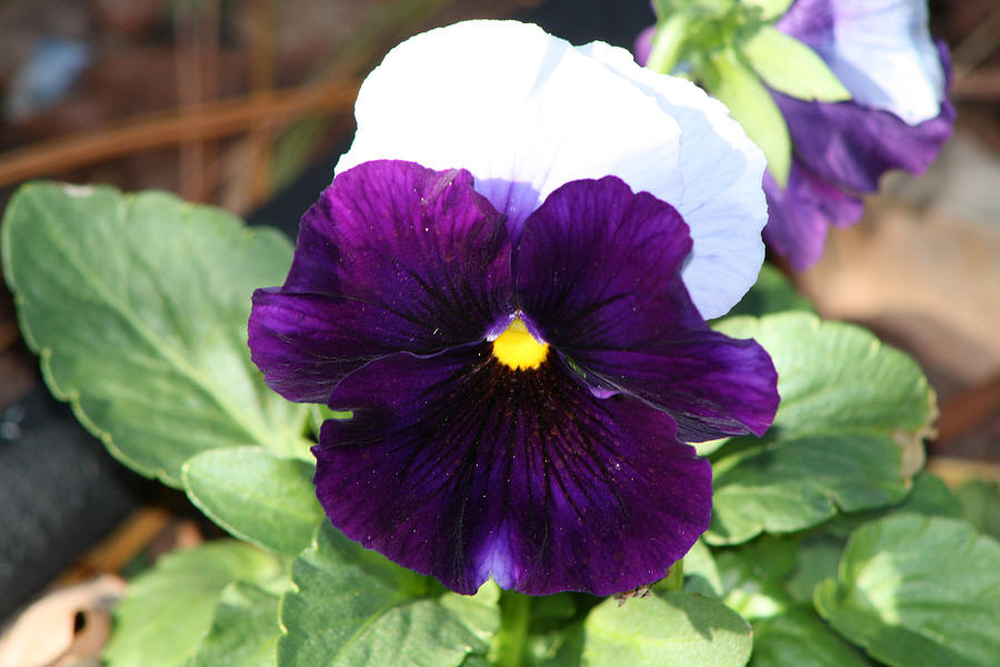 Pansy Photograph by Michele Wilson