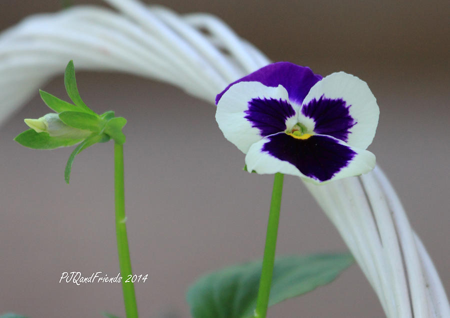 Pansy Pansy Photograph by PJQandFriends Photography