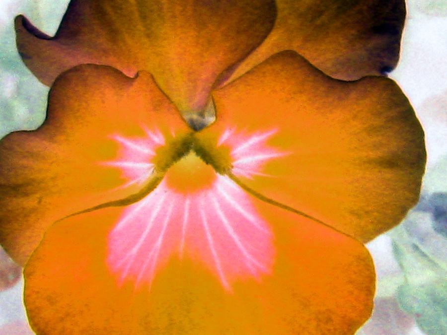 Pansy Power 04 Photograph by Pamela Critchlow