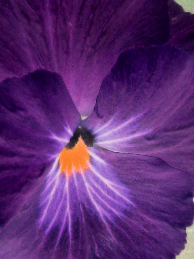 Pansy Power 10 Photograph by Pamela Critchlow