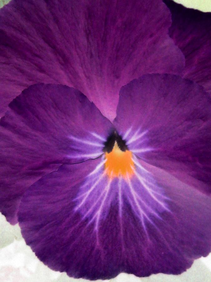 Pansy Power 11 Photograph by Pamela Critchlow