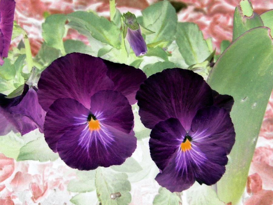 Pansy Power 12 Photograph by Pamela Critchlow