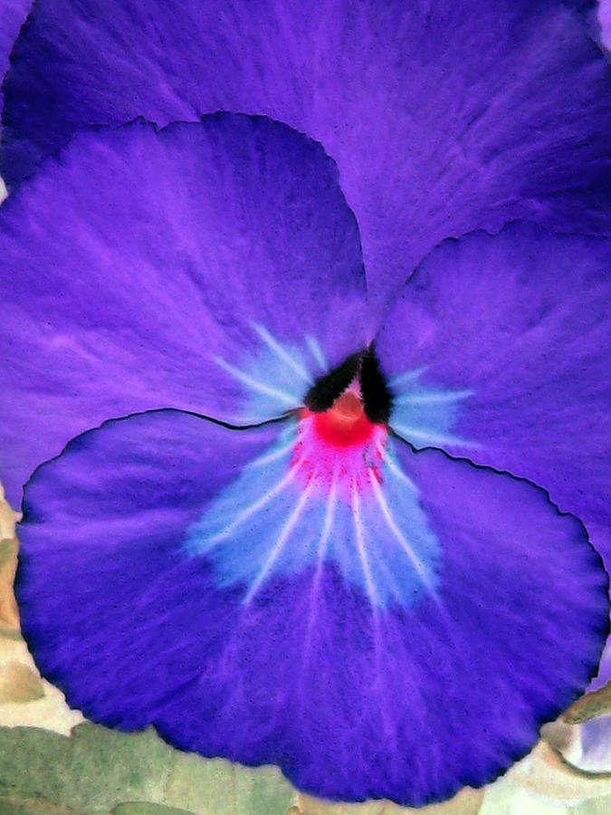Pansy Power 13 Photograph by Pamela Critchlow