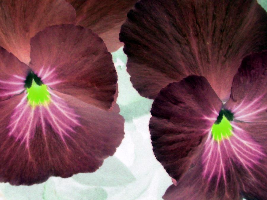 Pansy Power 14 Photograph by Pamela Critchlow