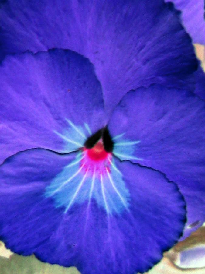 Pansy Power 18 Photograph by Pamela Critchlow