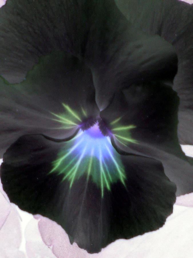 Pansy Power 19 Photograph by Pamela Critchlow