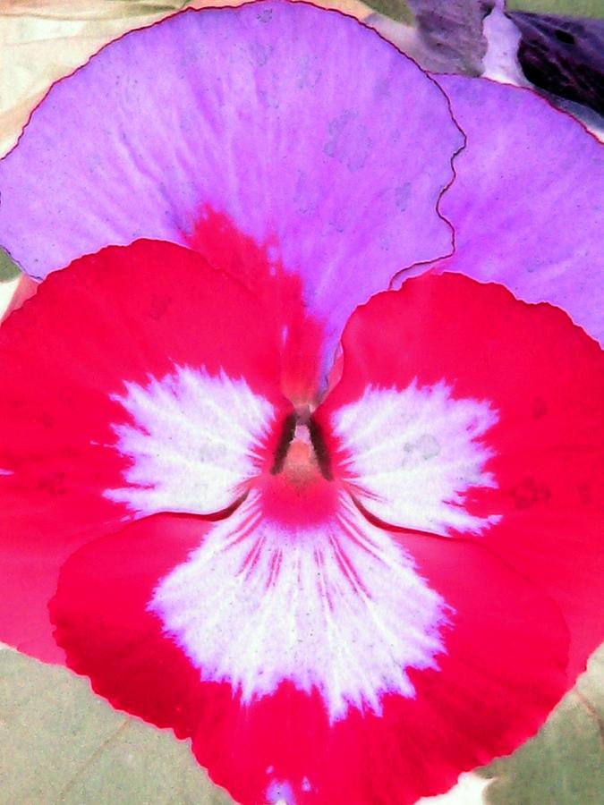 Pansy Power 22 Photograph by Pamela Critchlow