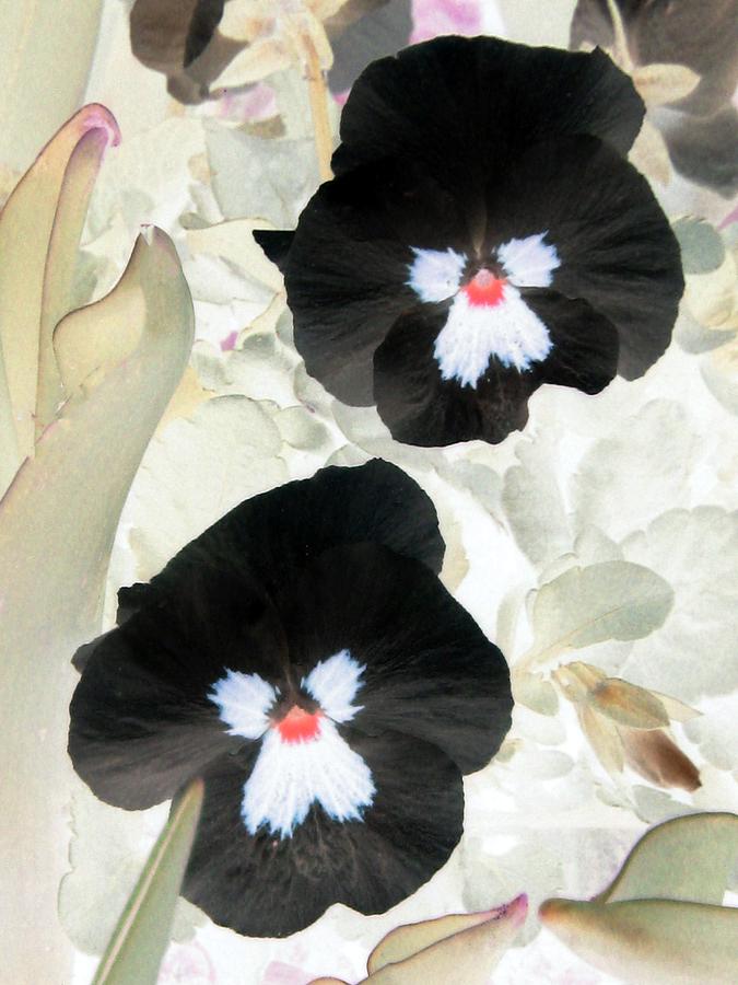 Pansy Power 23 Photograph by Pamela Critchlow