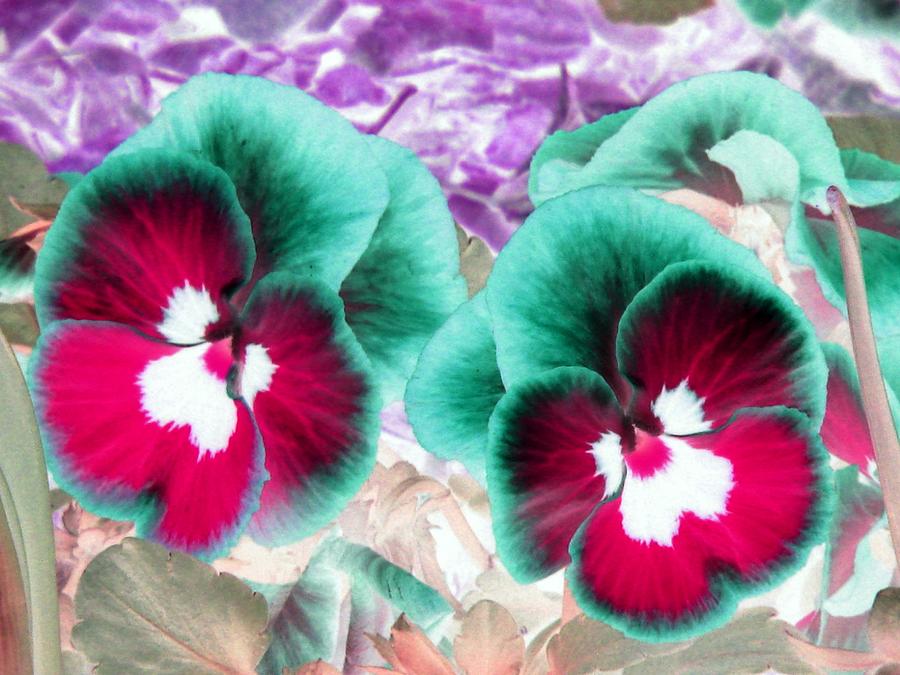 Pansy Power 27 Photograph by Pamela Critchlow