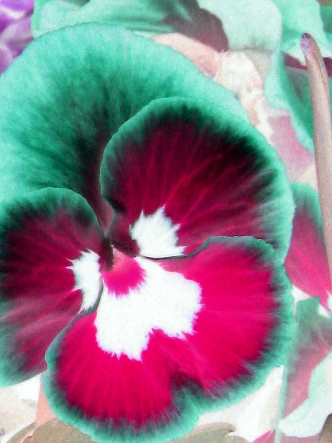 Pansy Power 29 Photograph by Pamela Critchlow
