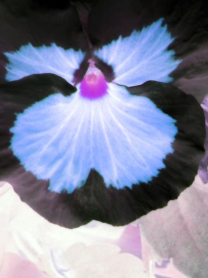 Pansy Power 30 Photograph by Pamela Critchlow