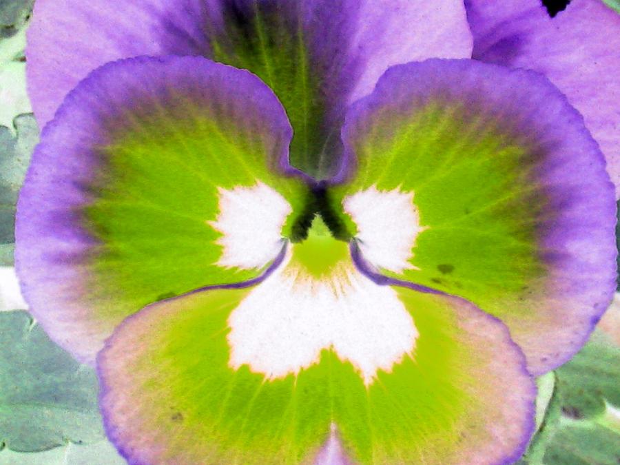 Pansy Power 32 Photograph by Pamela Critchlow