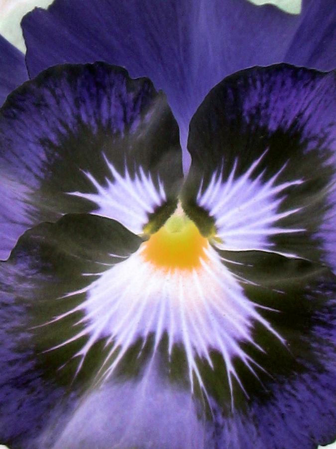 Pansy Power 34 Photograph by Pamela Critchlow