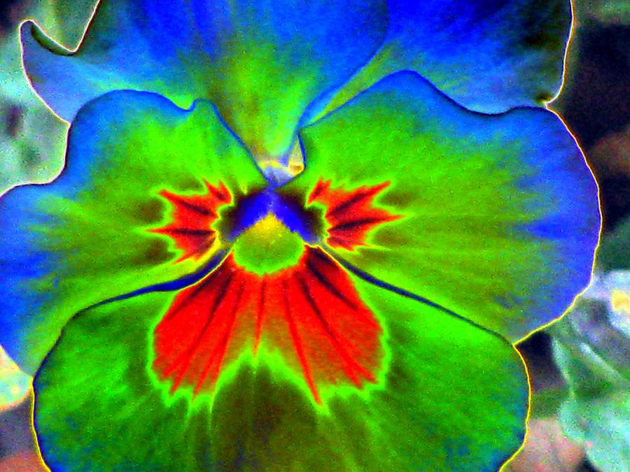 Pansy Power 39 Photograph by Pamela Critchlow