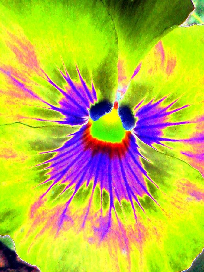 Pansy Power 59 Photograph