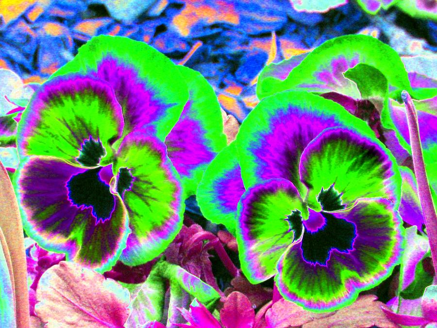 Pansy Power 60 Photograph by Pamela Critchlow