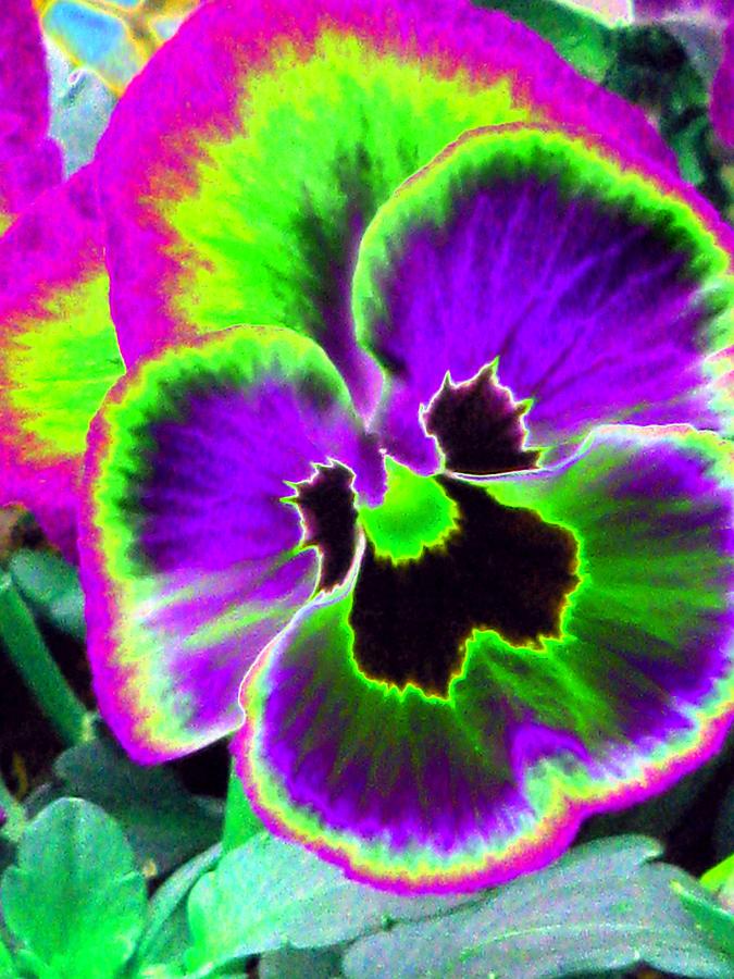 Pansy Power 61 Photograph