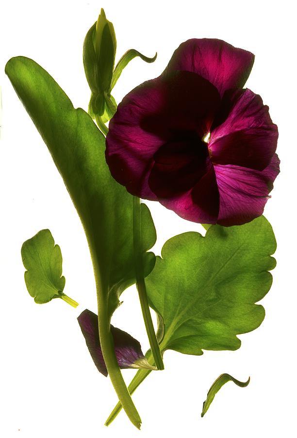 Flower Digital Art - Pansy Purple by Julia McLemore