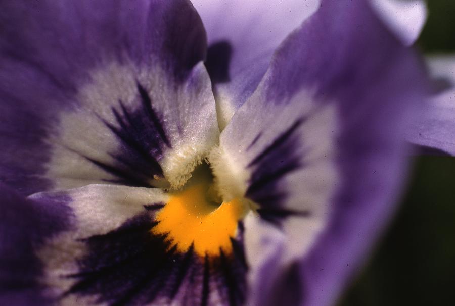 Pansy Photograph by Retro Images Archive
