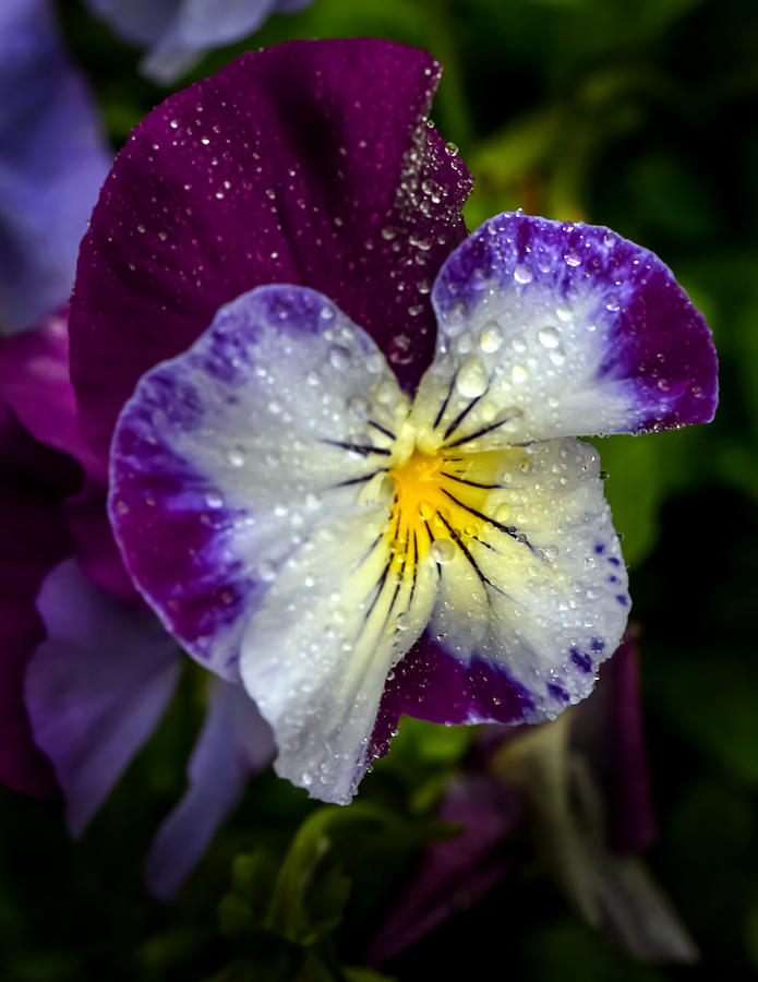 Nature Photograph - Pansy by Robert Mitchell