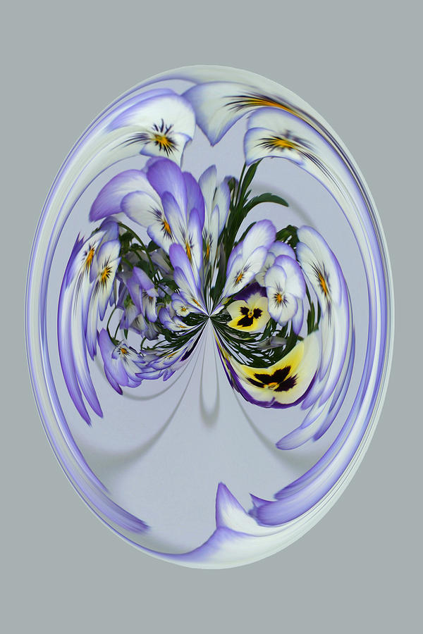 Pansy Series 501 Photograph by Jim Baker