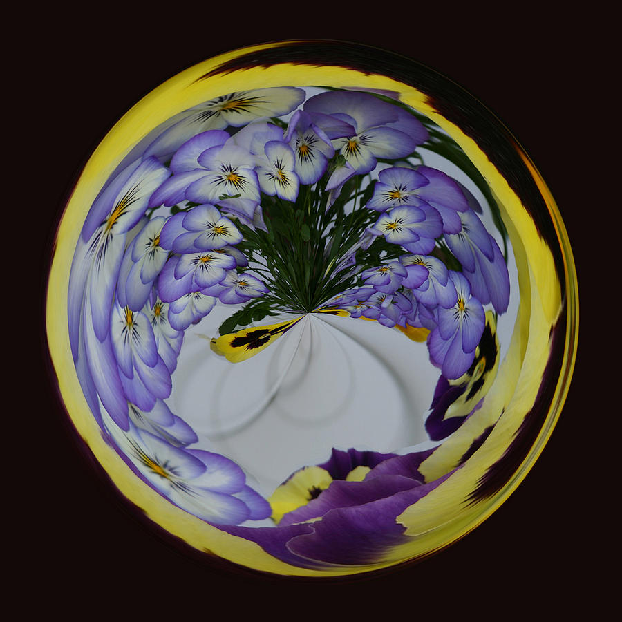 Pansy Series 503 Photograph by Jim Baker