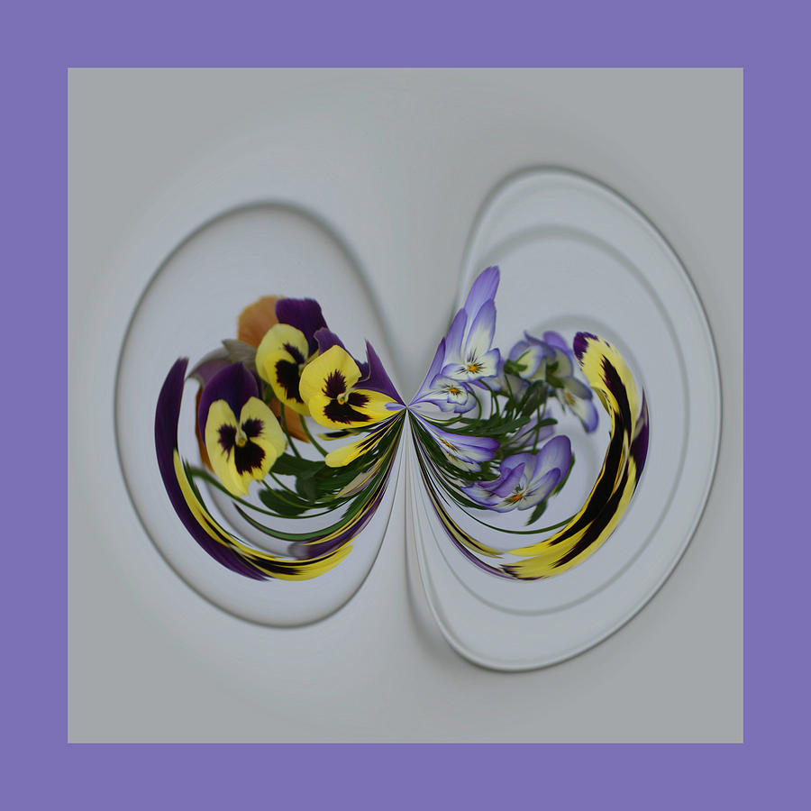 Pansy Series 506 Photograph by Jim Baker