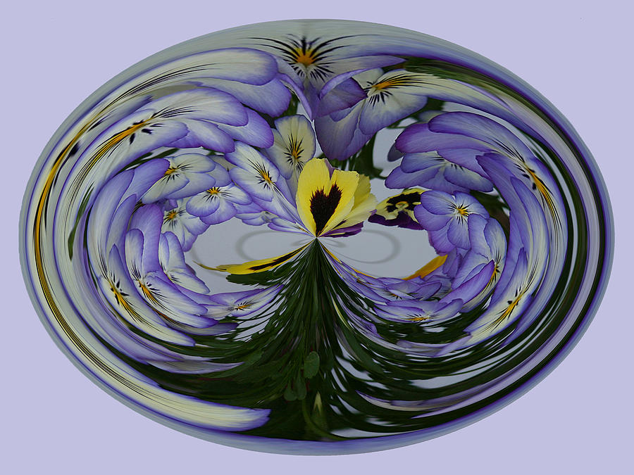 Pansy Series 507 Photograph by Jim Baker