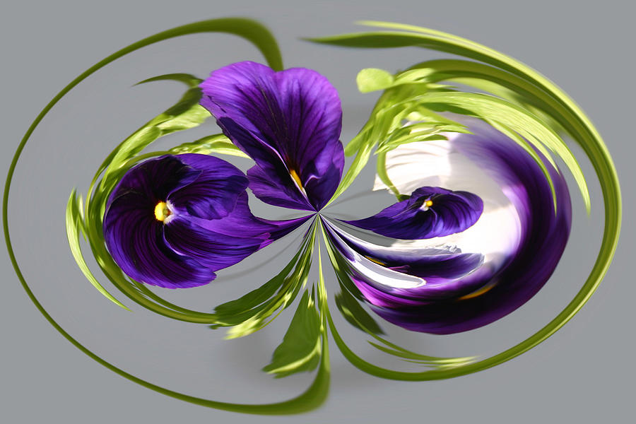 Pansy Series 801 Photograph by Jim Baker