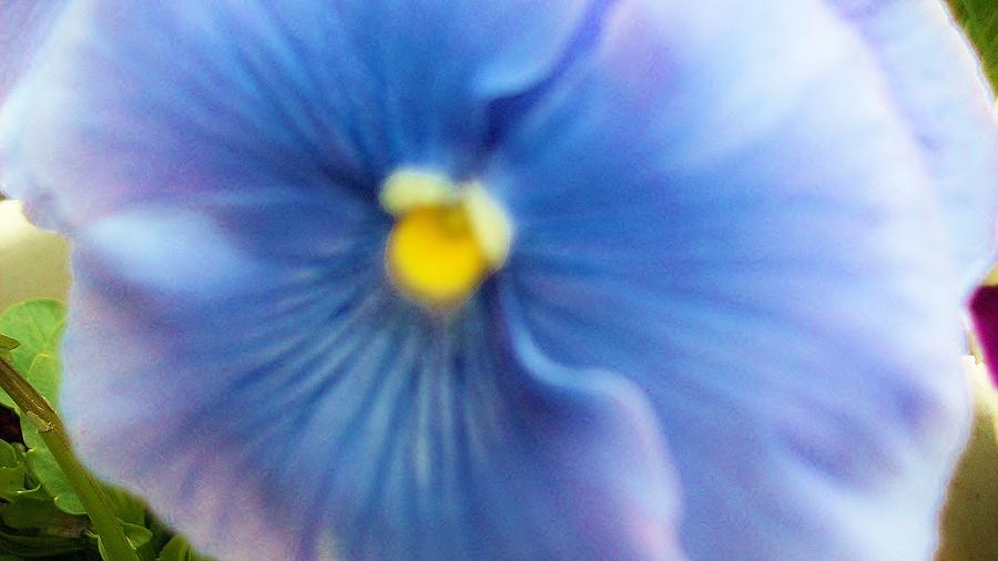 Periwinkle Pansy Photograph by  Sharon Ackley