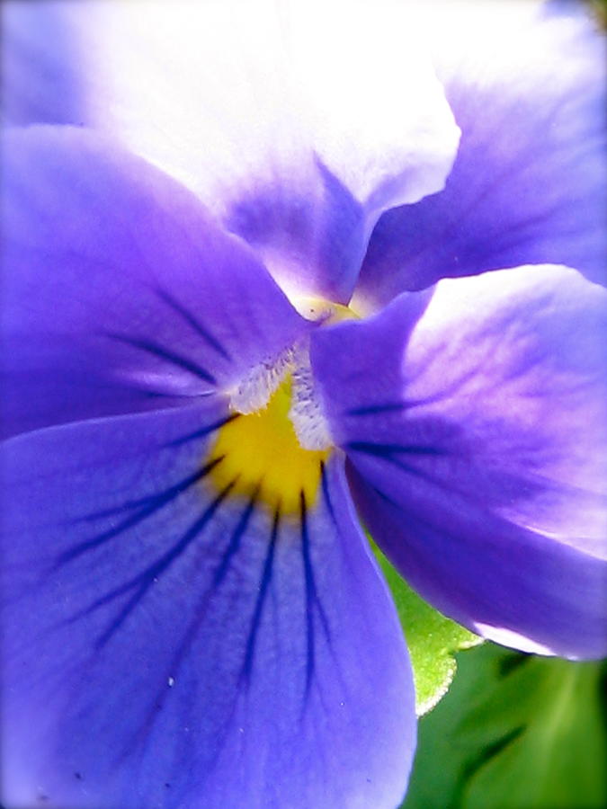 Pansy Photograph by Tracy Male