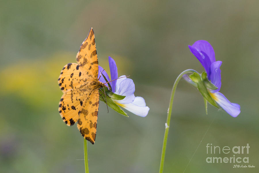 Pansy Viola Tricolor with Speckled Yellow Moth Photograph by Jivko Nakev