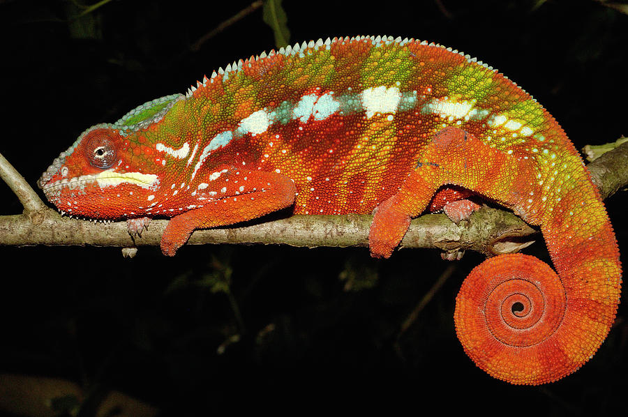 Panther Chameleon Photograph by Pete Oxford