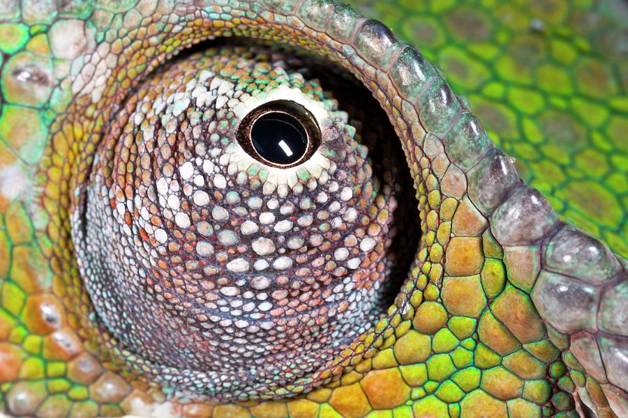 Nature Photograph - Panther Chameleon Eye by Alex Hyde