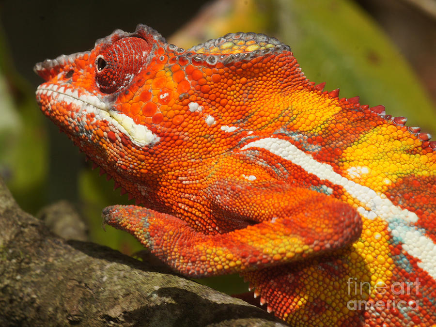 panther chameleon from Madagascar 3 Photograph by Rudi Prott